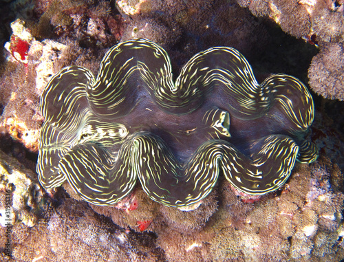 giant clam photo