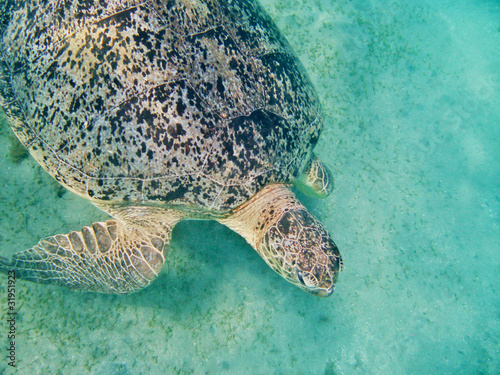 Sea turtle