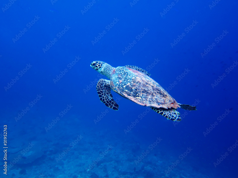 Obraz premium Sea turtle-Maldive