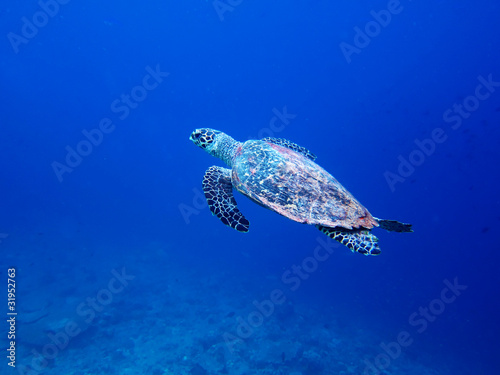 Sea turtle-Maldive