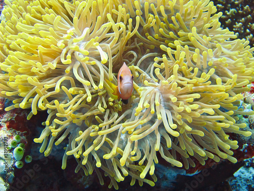 nemone fish with anemone photo