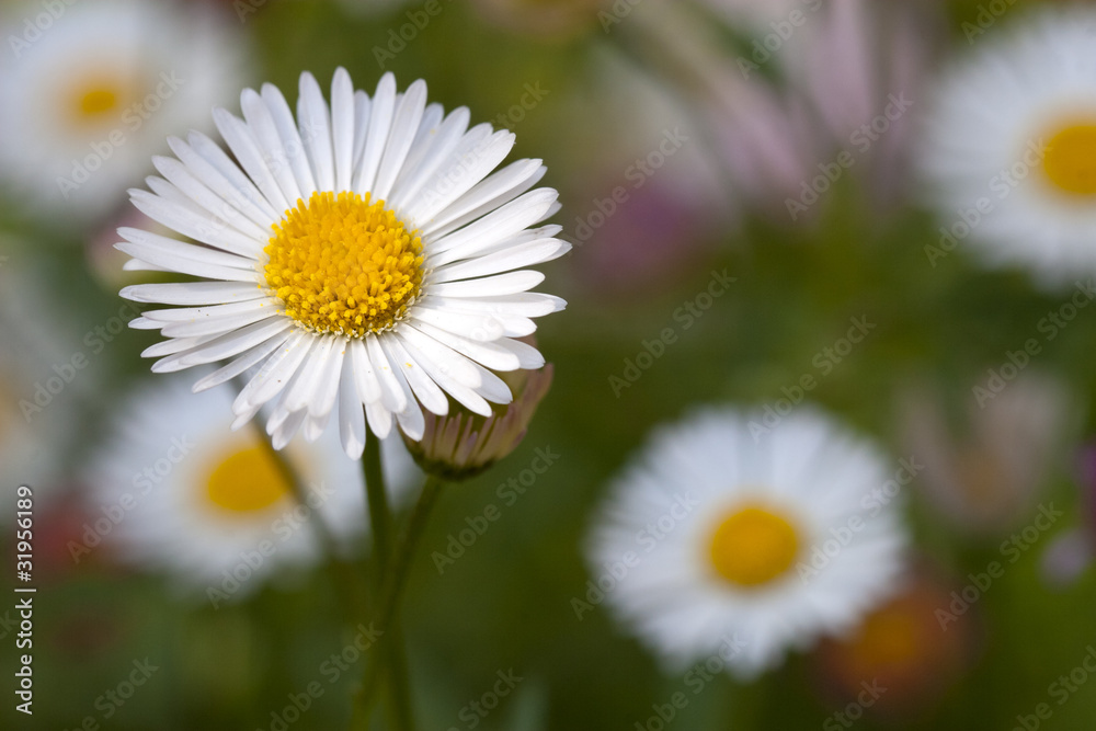 fleur fleur