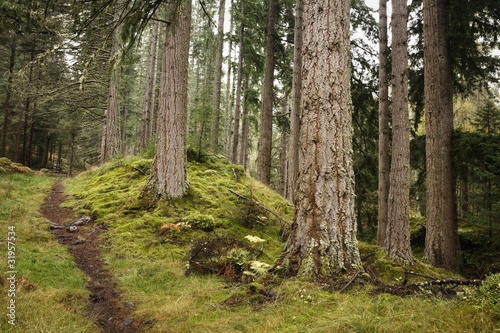 Forest path