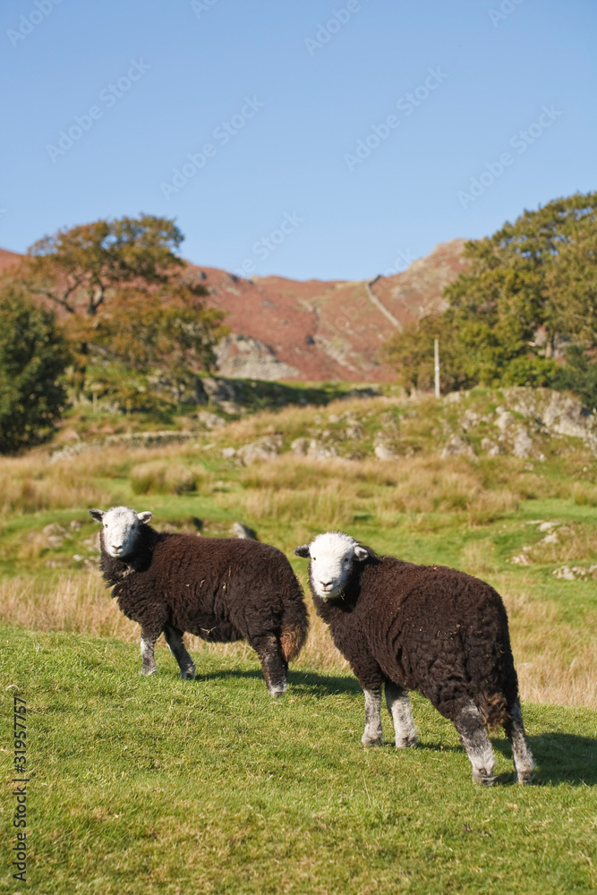 Obraz premium Hill farming