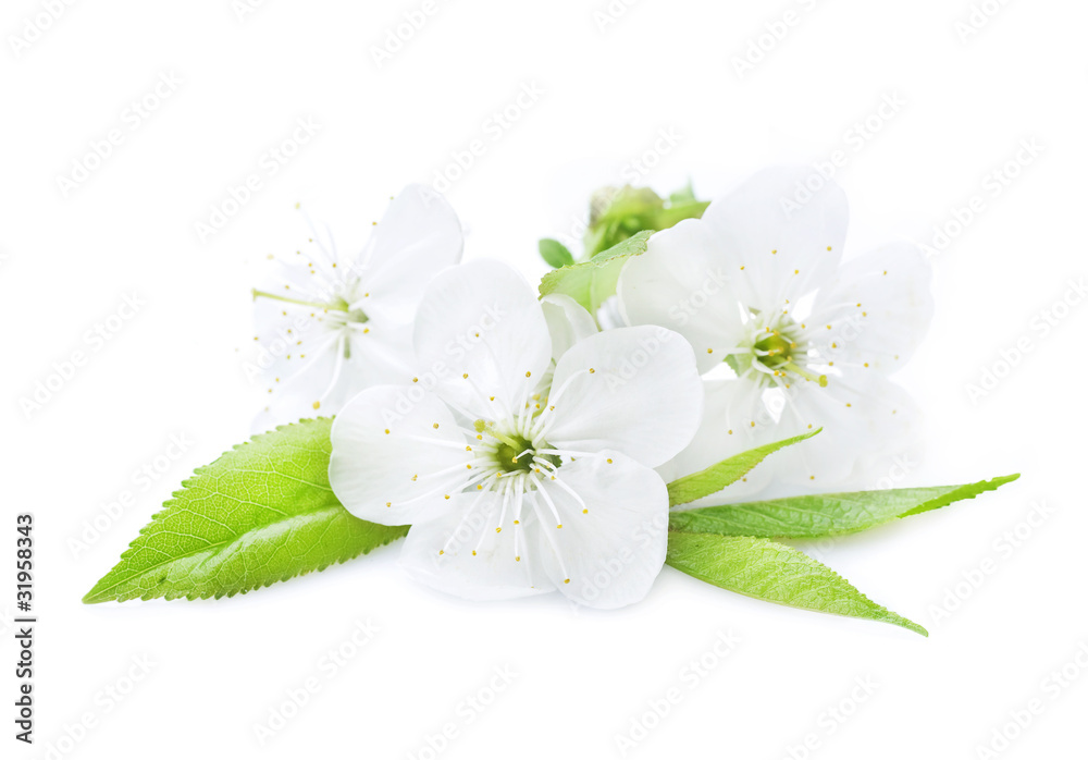 Beautiful Cherry Blossom over White Beautiful Cherry Blossom over White