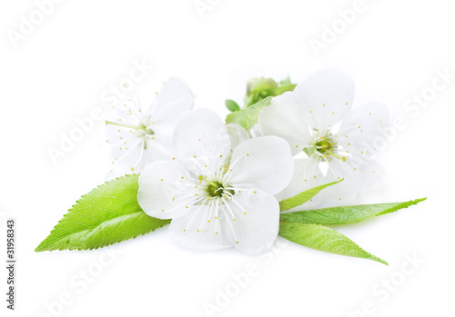 Beautiful Cherry Blossom over White