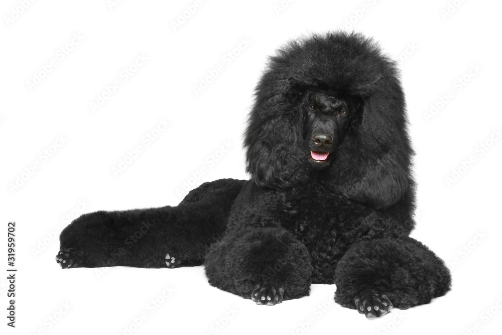Black poodle lying on a white background