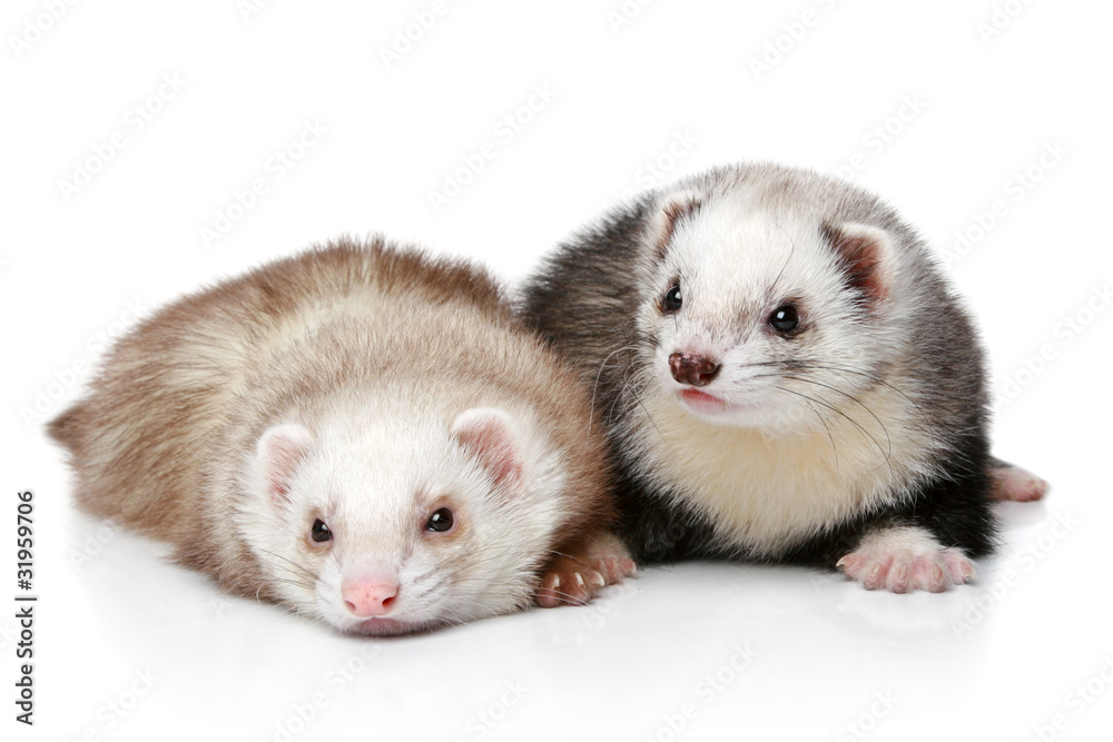 Two polecat resting on a white background Two polecat resting on a white background