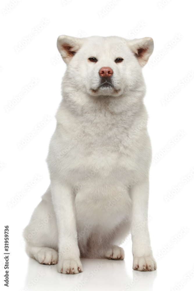 Akita inu dog on white background
