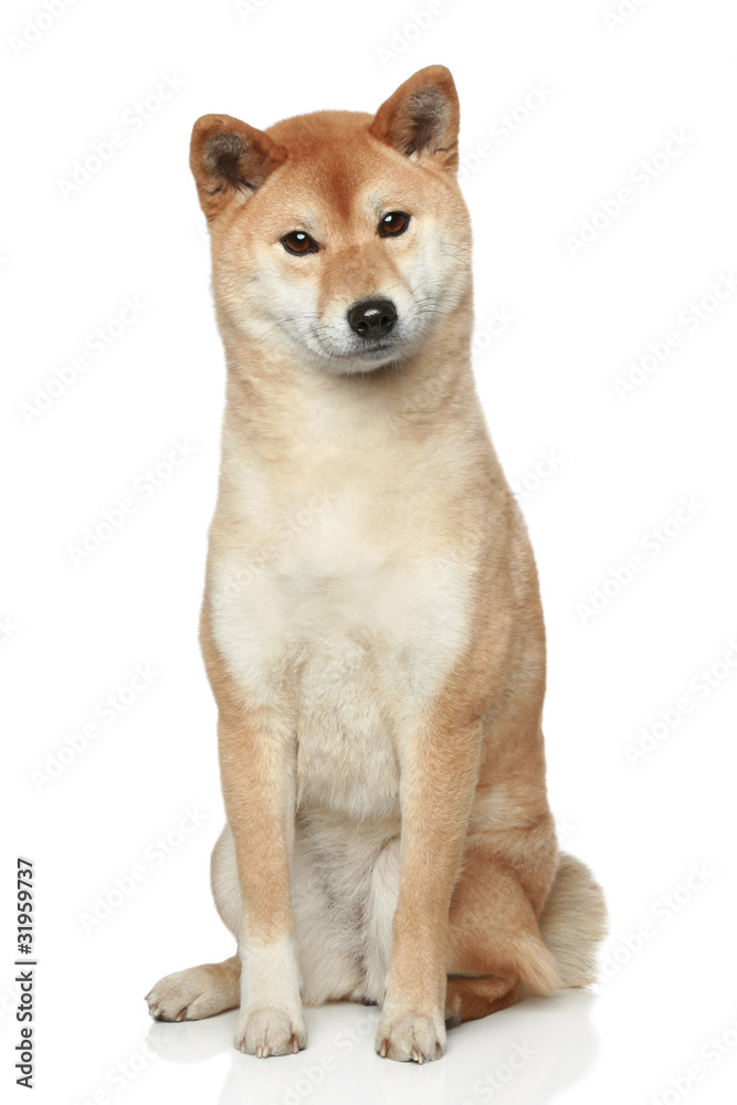 Shiba inu dog on white background