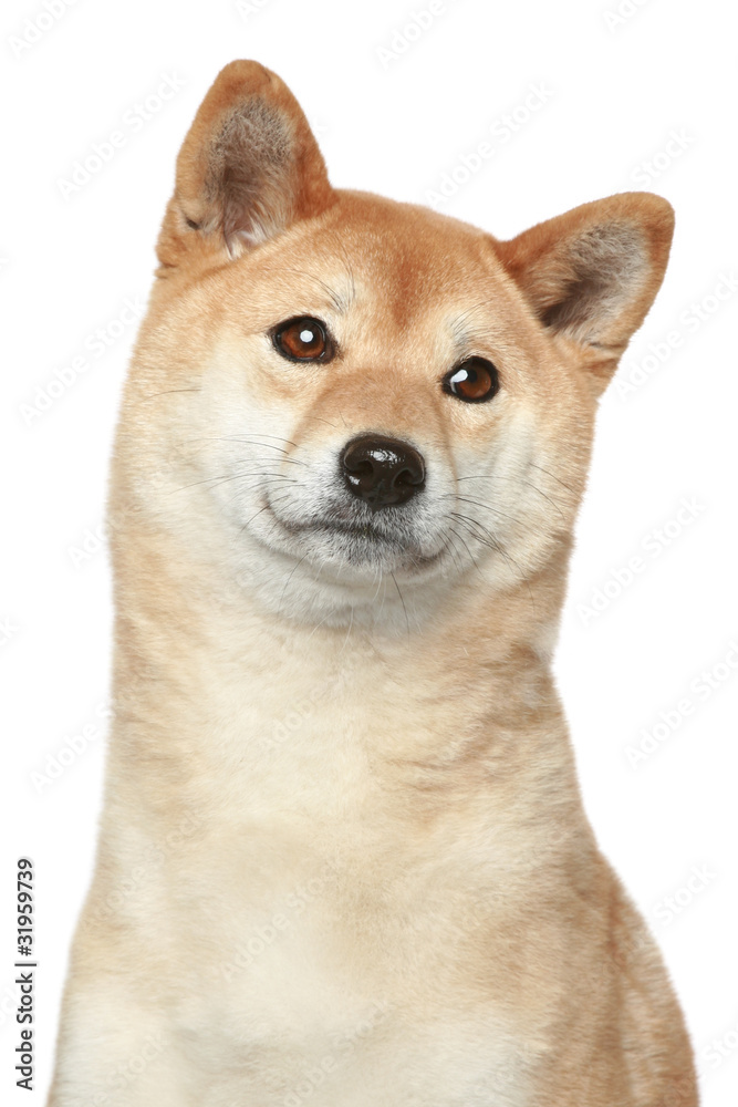 Shiba inu dog. Portrait on white background