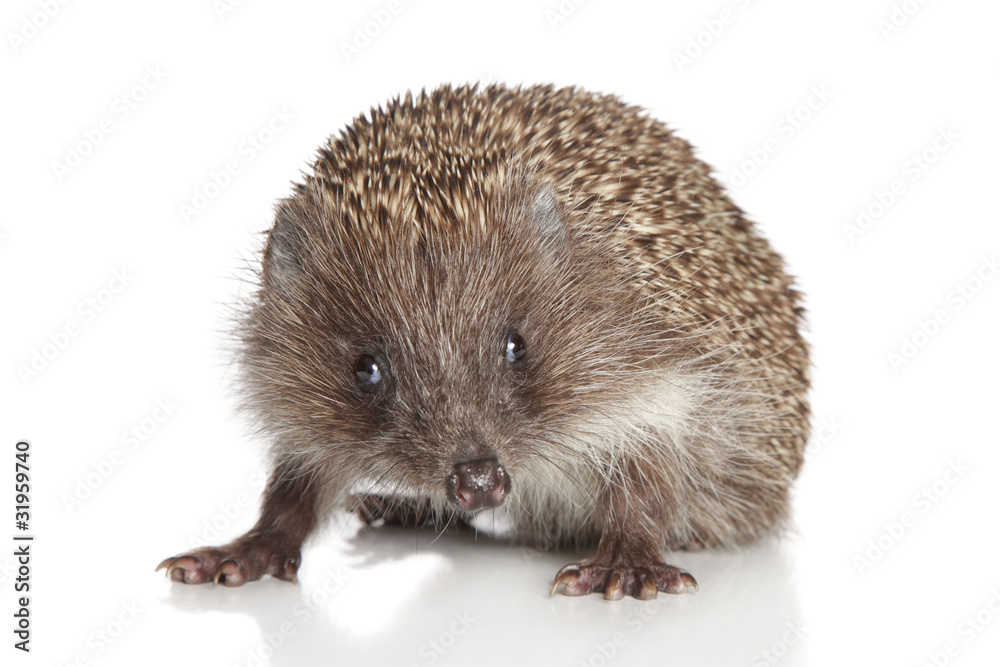 Obraz premium Hedgehog on white background