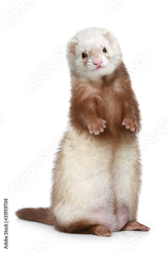 Brown Ferret standing on a white background photo
