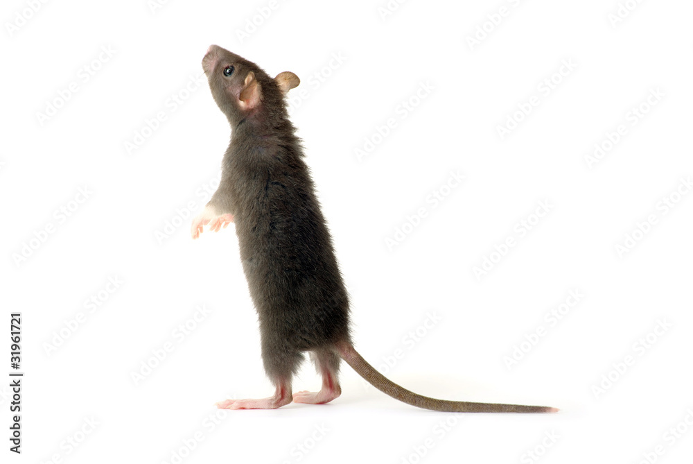 rat