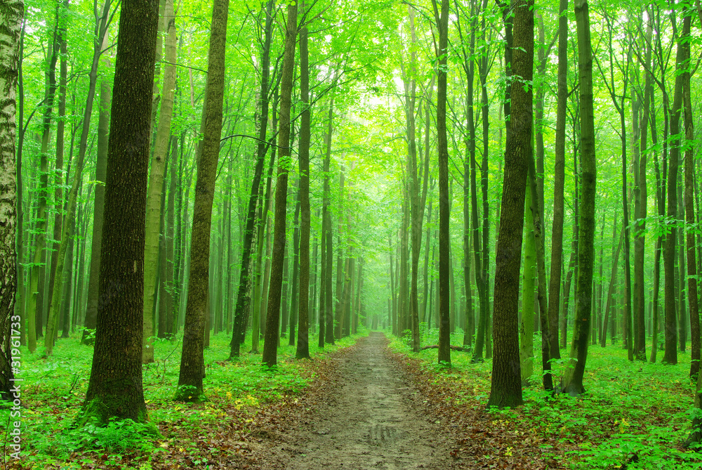 forest forest