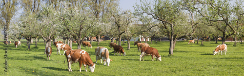 kühe in oberbayern weiden unter blühenden bäumen