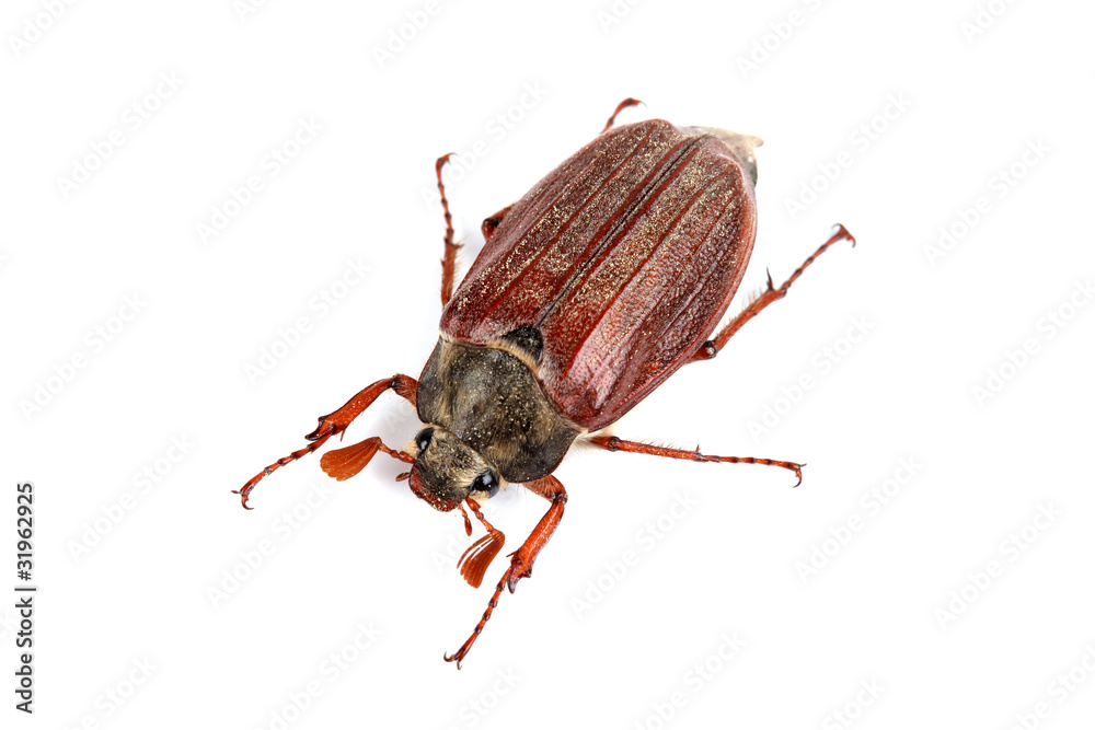 Maikäfer von oben Stock-Foto | Adobe Stock