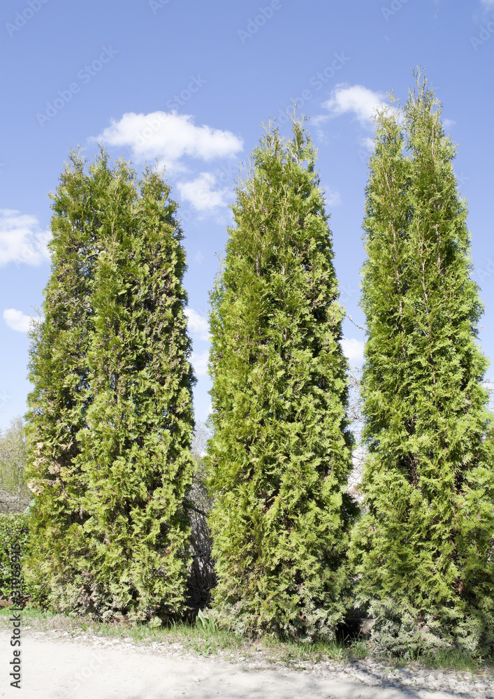Fototapeta premium Fragment of a rural fence hedge from evergreen plants