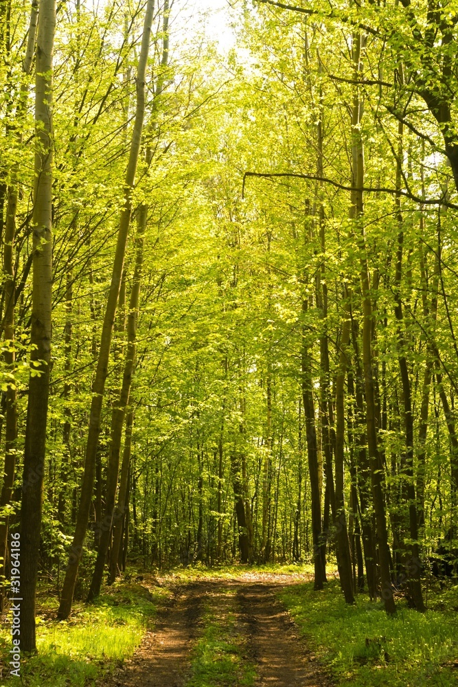 Obraz premium trees