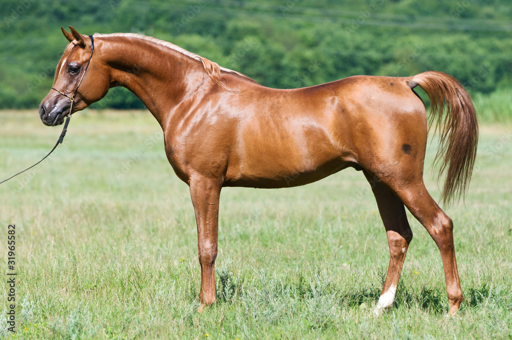 red Russian arabian stallion portrait in summer red Russian arabian stallion portrait in summer