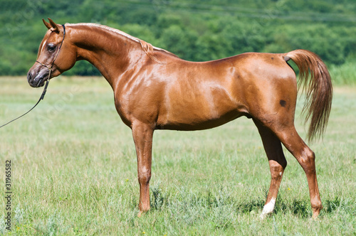red Russian arabian stallion portrait in summer