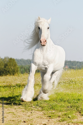 white Shire horse runs gallop on the meadow in summer