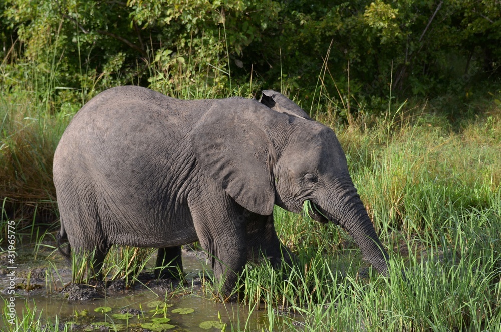 Fototapeta premium elefante