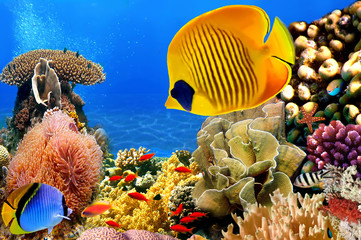 Photo of a coral colony, Red Sea, Egypt