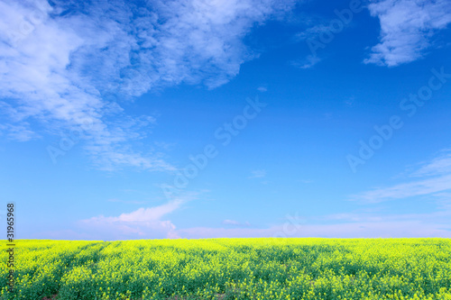 rape ( Brassica napus)