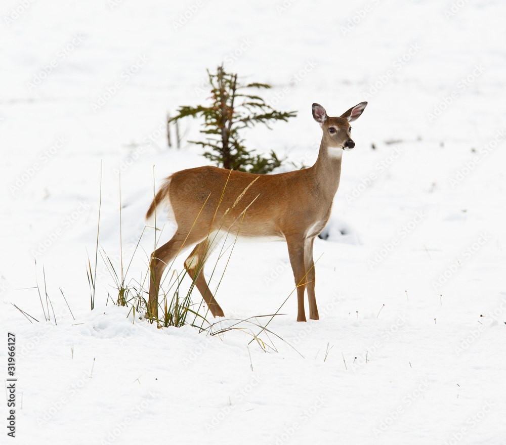 White-tailed deer, odocoileus virginianus White-tailed deer, odocoileus virginianus