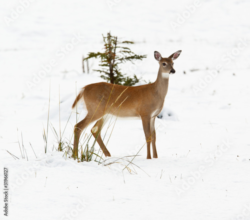 White-tailed deer, odocoileus virginianus