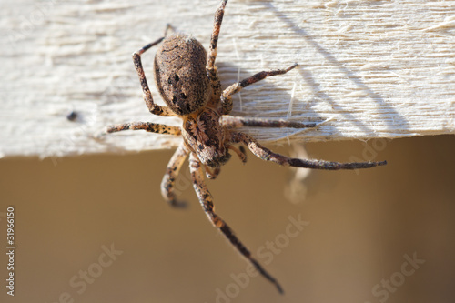 poisonous spider