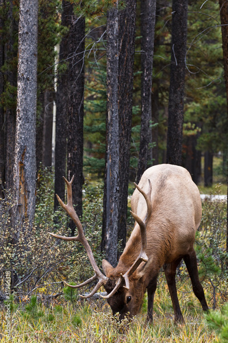 Bull elk  cervus canadensis  grazing