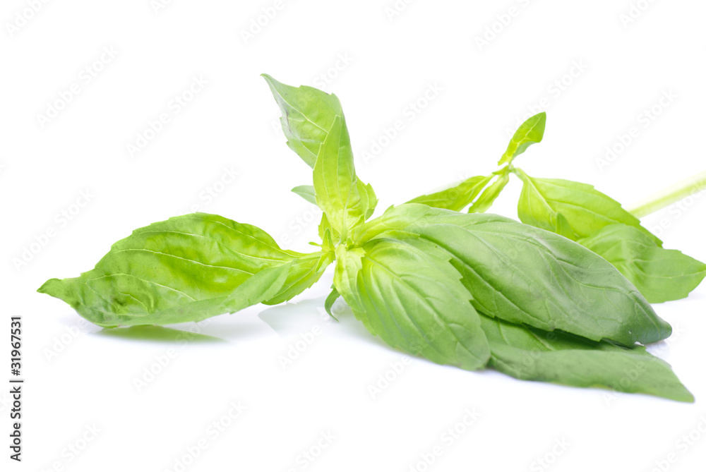 Fototapeta premium Basil isolated