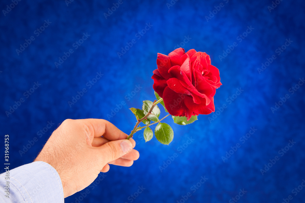 Foto Stock Regalare una rosa rossa | Adobe Stock