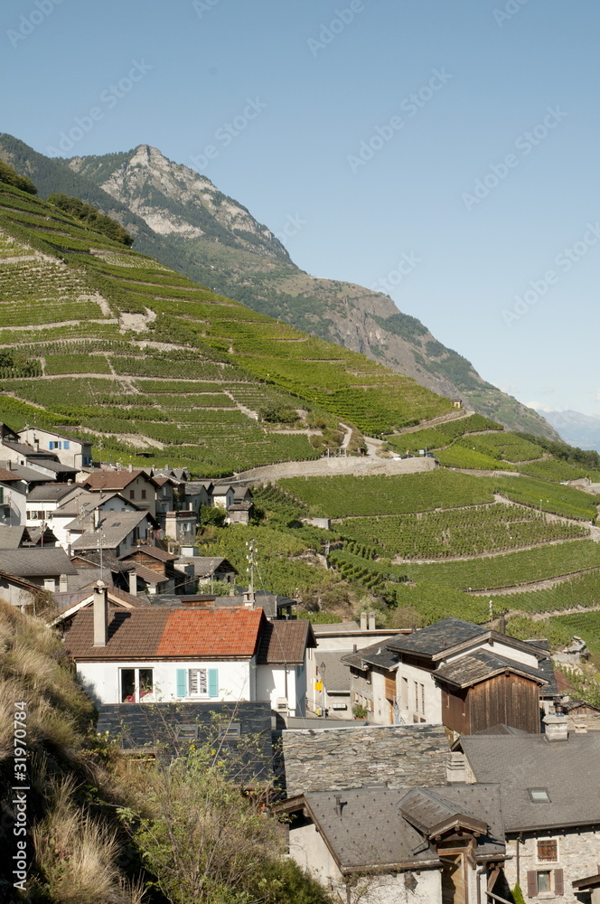 Fototapeta premium Vignoble
