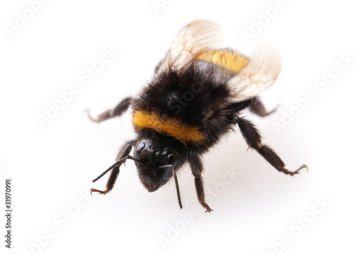 bumblebee © BVpix