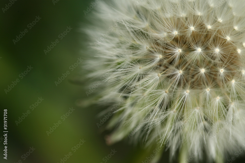 Fototapeta premium Puffball