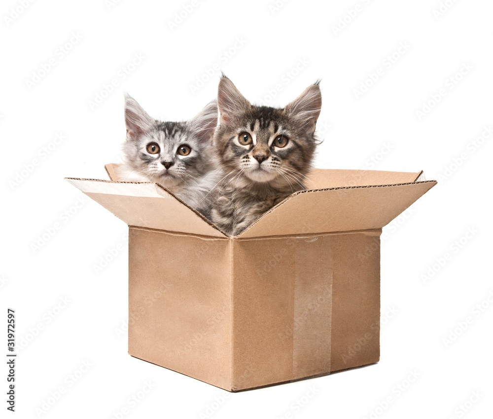 Two small kittens in a cardboard box