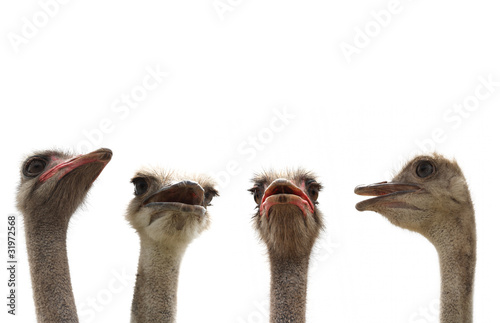 ostriches isolated