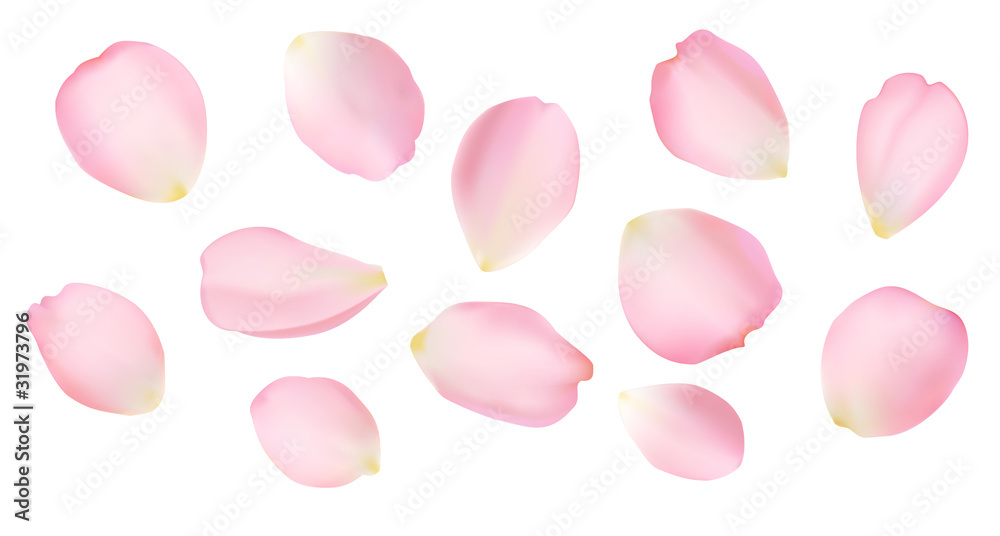 Rose petals - obrazy, fototapety, plakaty 