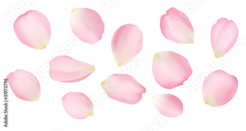 Obraz na płótnie Rose petals