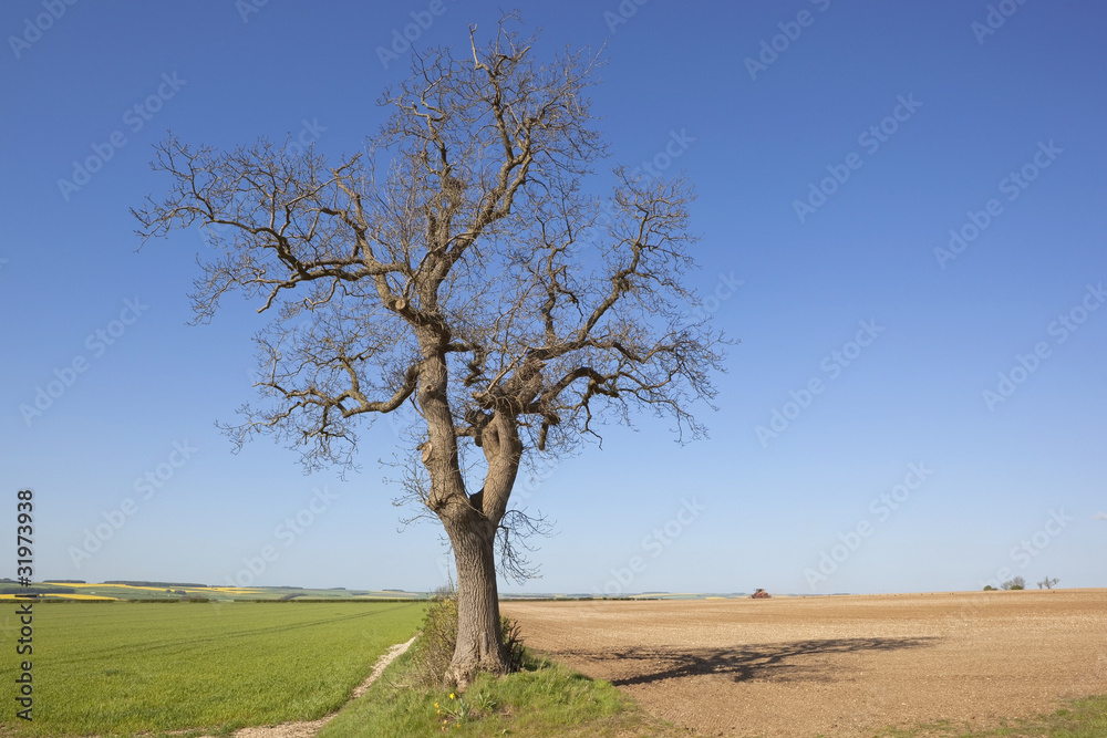 old ash tree