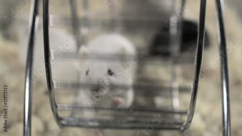 Mouse on Treadmill
