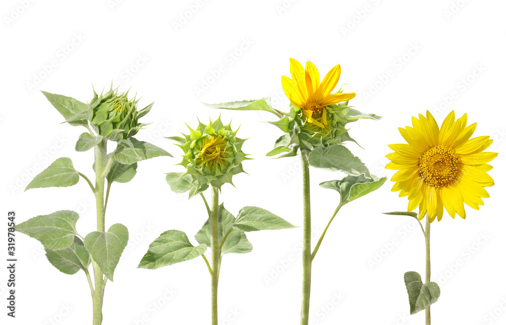 Naklejka premium Blooming of sunflower from bud to beautiful flower