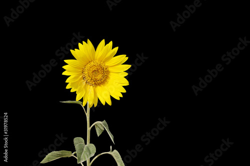 Unfolded sunflower bud into full grown flower isolated on black photo