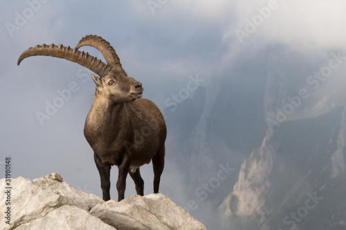 Steinbock