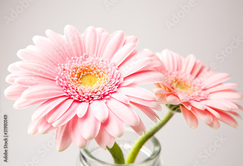 Gerbera flowers