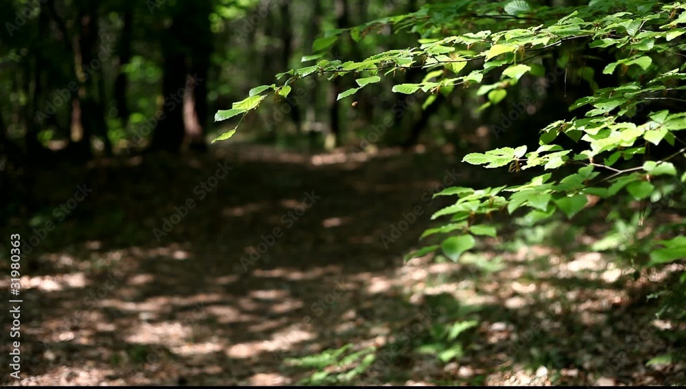 chemin forestier