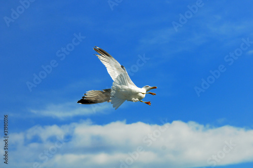 gabbiano reale in volo